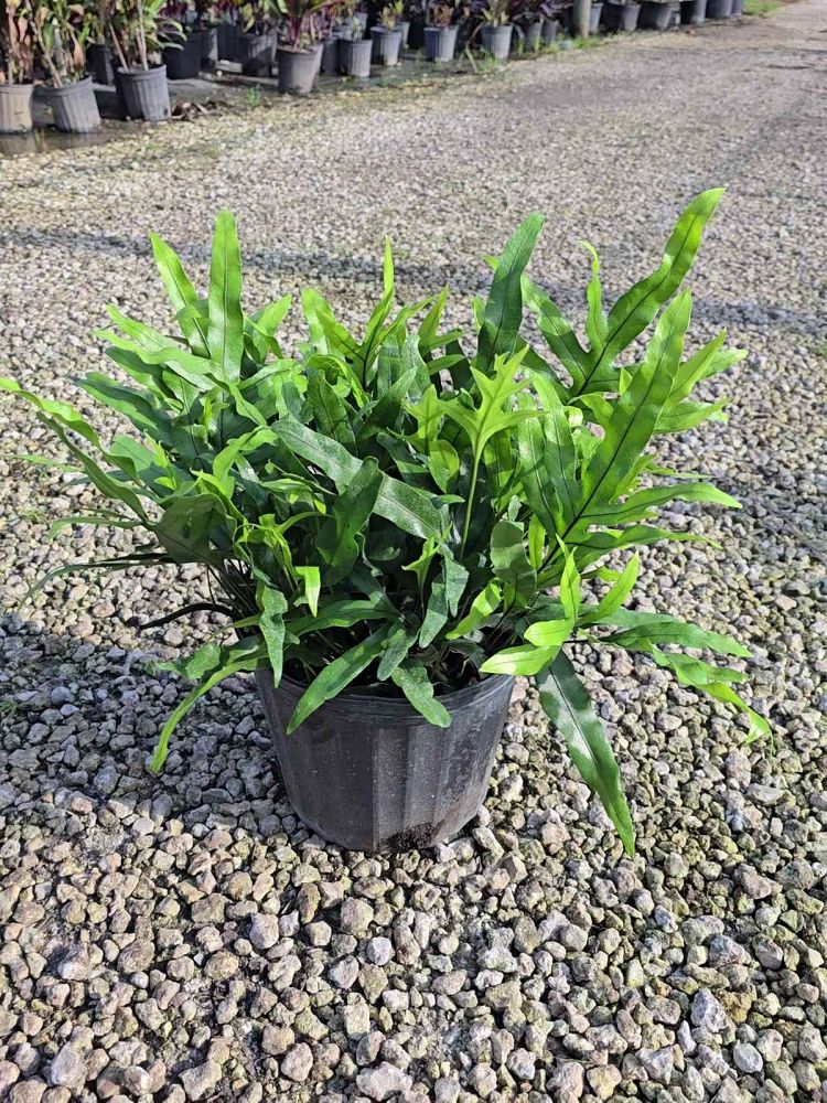 microsorum-scolopendrium-microsorum-scolopendria-wart-fern-monarch-fern
