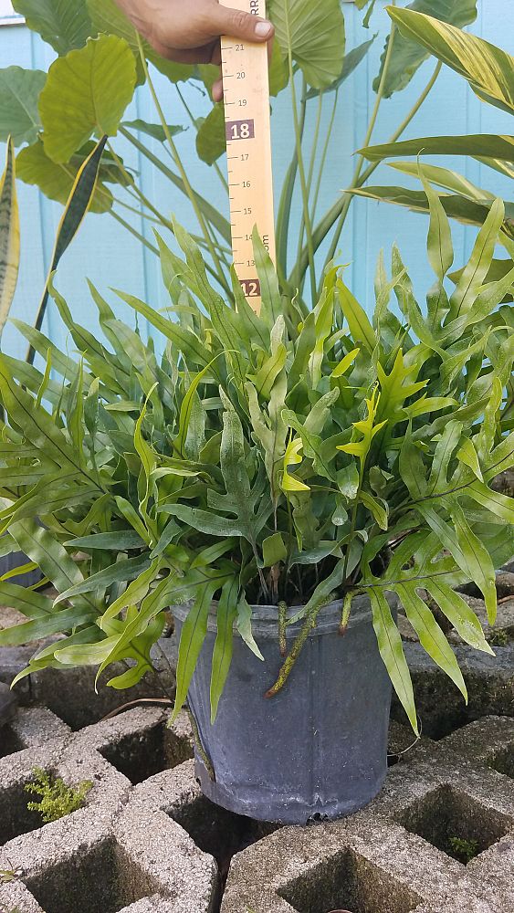 microsorum-scolopendrium-microsorum-scolopendria-wart-fern-monarch-fern