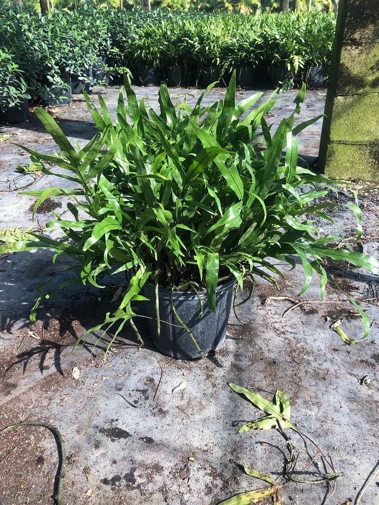 microsorum-scolopendrium-microsorum-scolopendria-wart-fern-monarch-fern