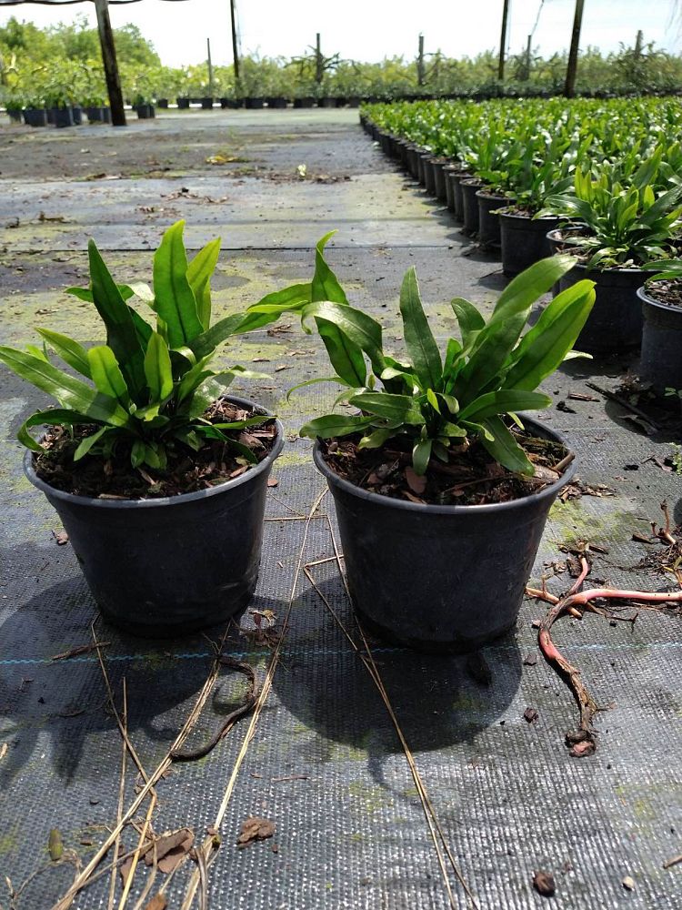 microsorum-scolopendrium-microsorum-scolopendria-wart-fern-monarch-fern