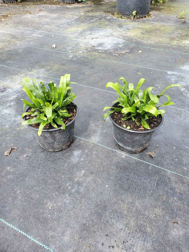 microsorum-scolopendrium-microsorum-scolopendria-wart-fern-monarch-fern