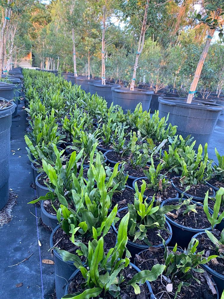 microsorum-scolopendrium-microsorum-scolopendria-wart-fern-monarch-fern