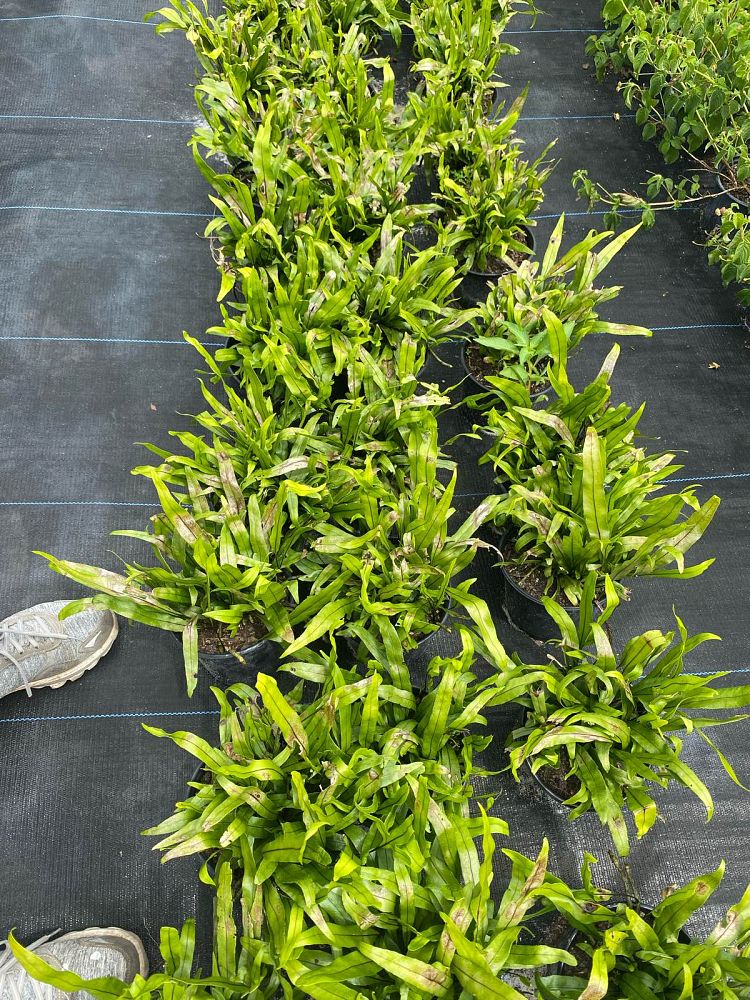microsorum-scolopendrium-microsorum-scolopendria-wart-fern-monarch-fern