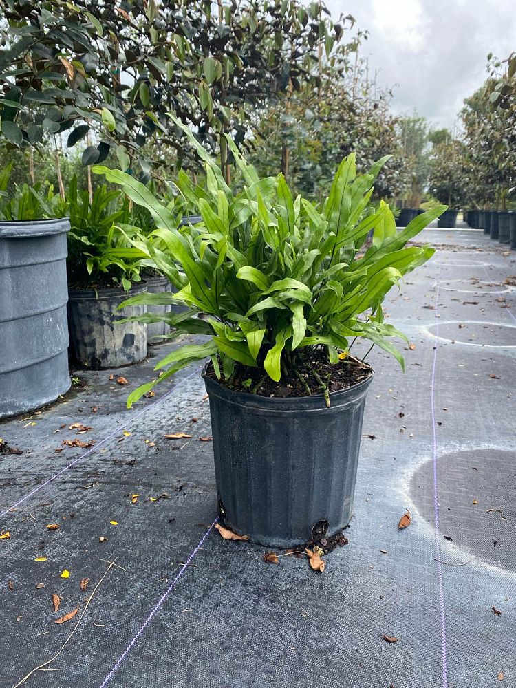 microsorum-scolopendrium-microsorum-scolopendria-wart-fern-monarch-fern