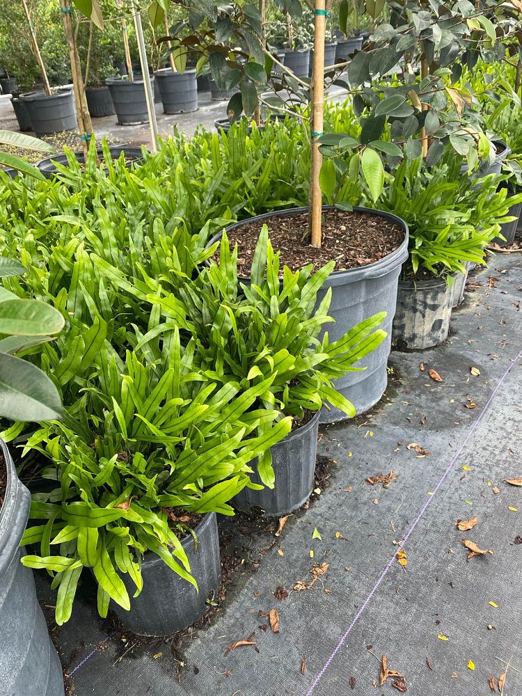 microsorum-scolopendrium-microsorum-scolopendria-wart-fern-monarch-fern