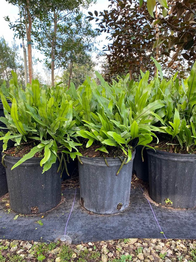 microsorum-scolopendrium-microsorum-scolopendria-wart-fern-monarch-fern
