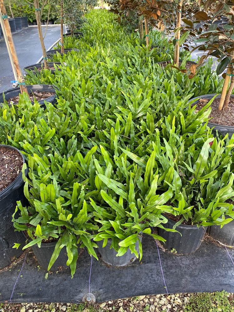 microsorum-scolopendrium-microsorum-scolopendria-wart-fern-monarch-fern