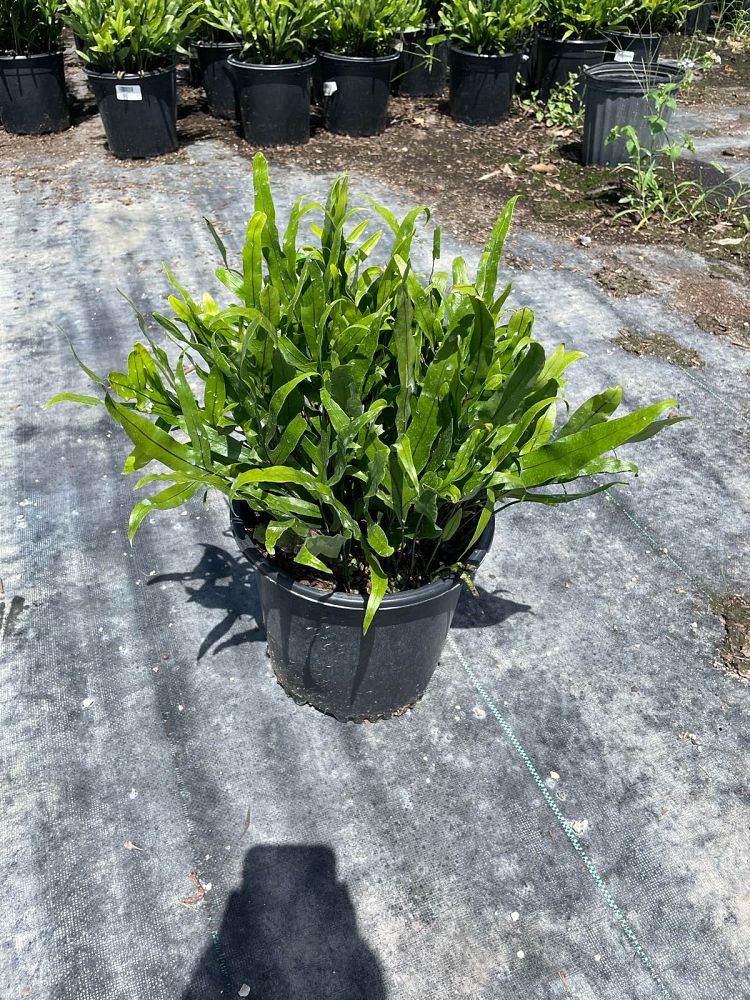 microsorum-scolopendrium-microsorum-scolopendria-wart-fern-monarch-fern