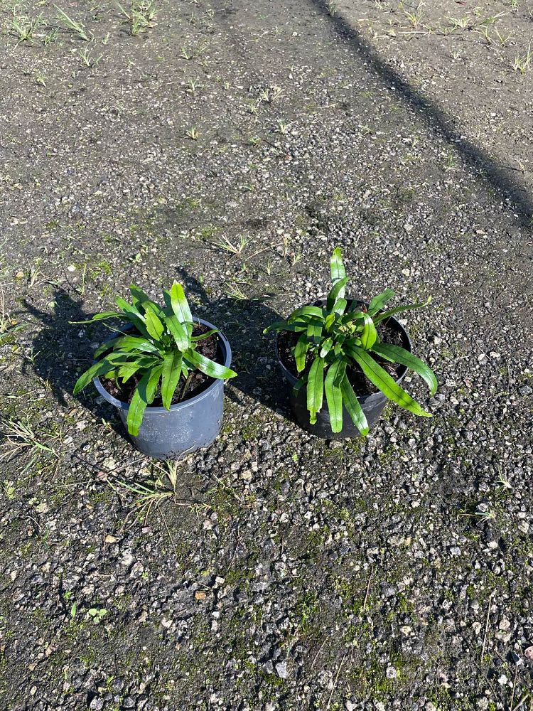 microsorum-scolopendrium-microsorum-scolopendria-wart-fern-monarch-fern