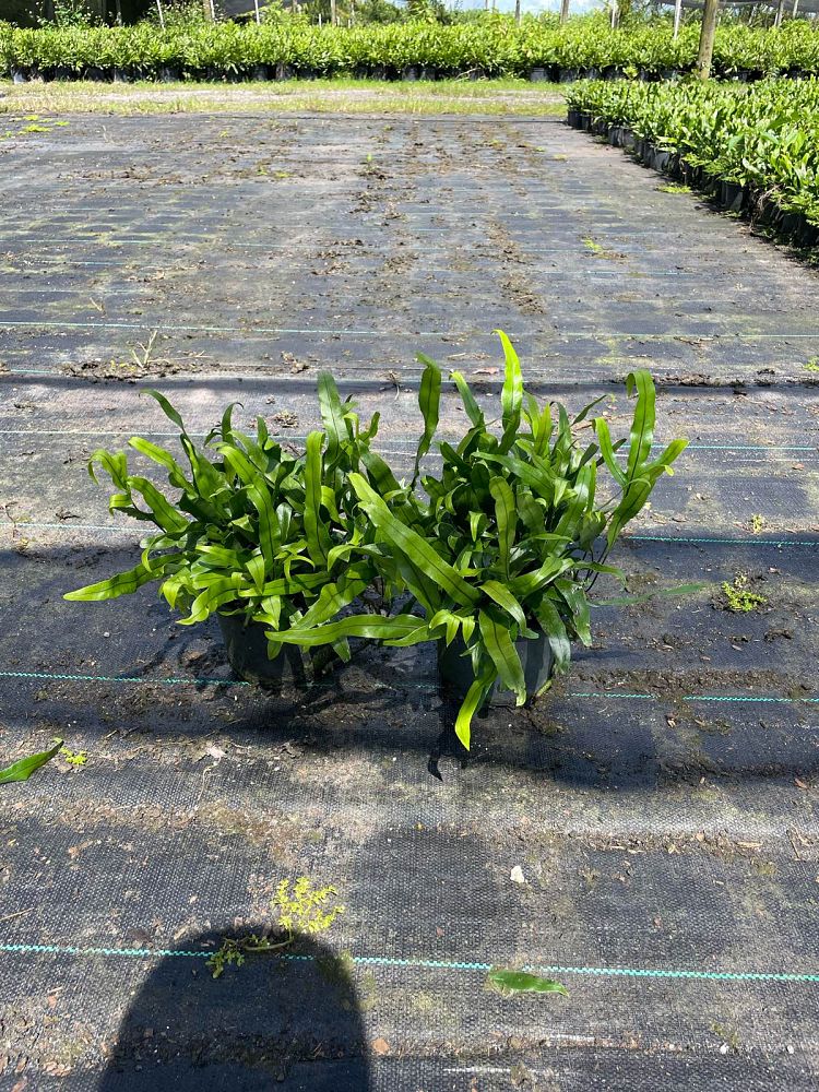 microsorum-scolopendrium-microsorum-scolopendria-wart-fern-monarch-fern