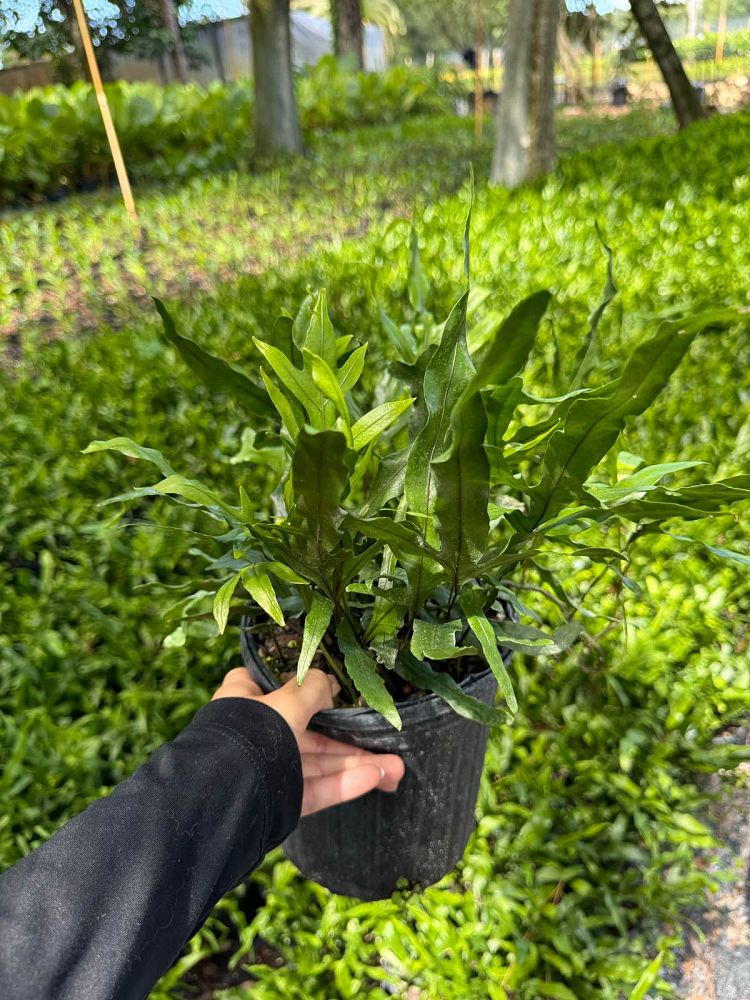 microsorum-scolopendrium-microsorum-scolopendria-wart-fern-monarch-fern