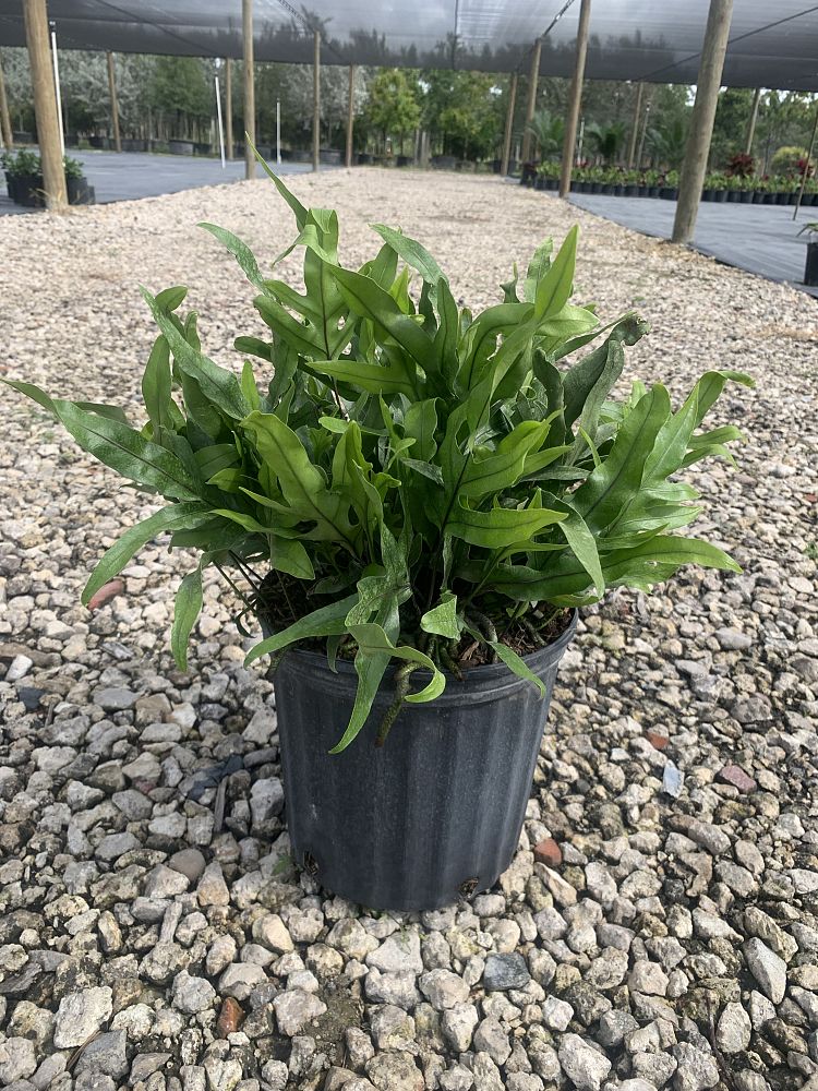 microsorum-scolopendrium-microsorum-scolopendria-wart-fern-monarch-fern