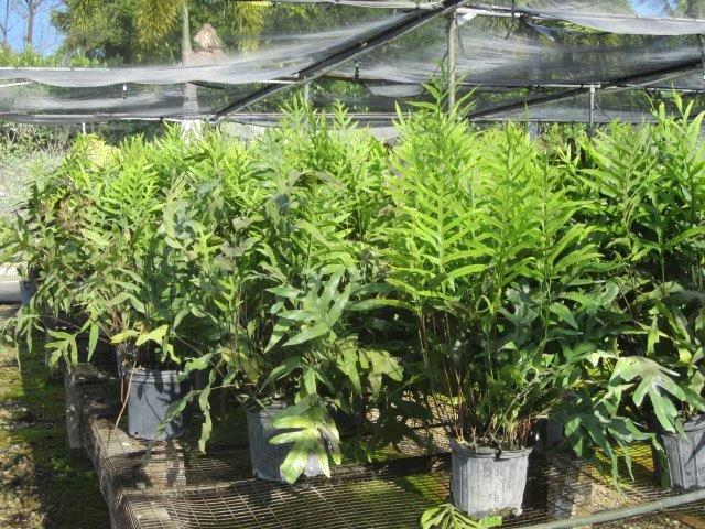 microsorum-scolopendrium-microsorum-scolopendria-wart-fern-monarch-fern