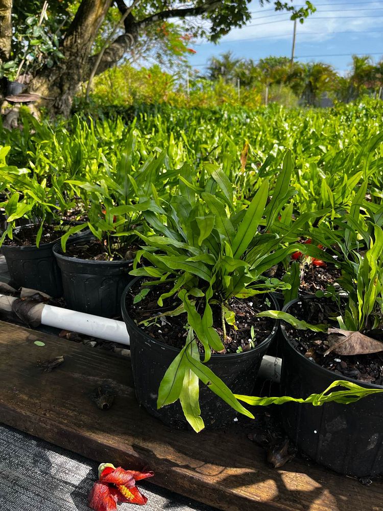 microsorum-scolopendrium-microsorum-scolopendria-wart-fern-monarch-fern