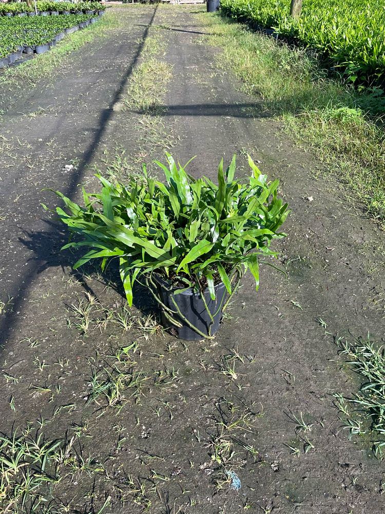 microsorum-scolopendrium-microsorum-scolopendria-wart-fern-monarch-fern