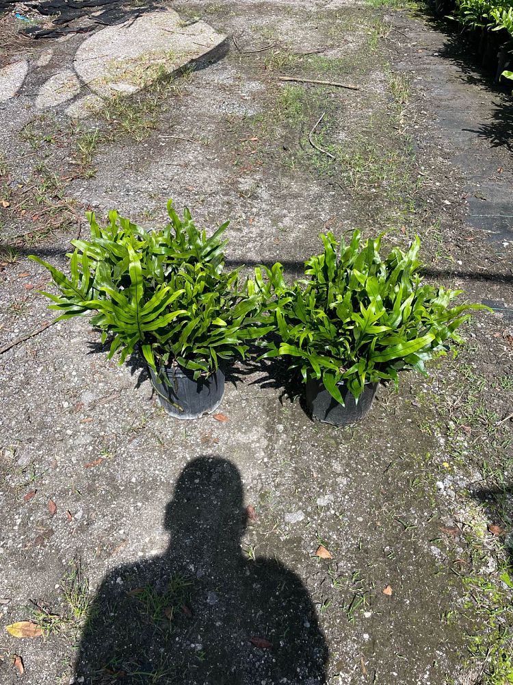 microsorum-scolopendrium-microsorum-scolopendria-wart-fern-monarch-fern