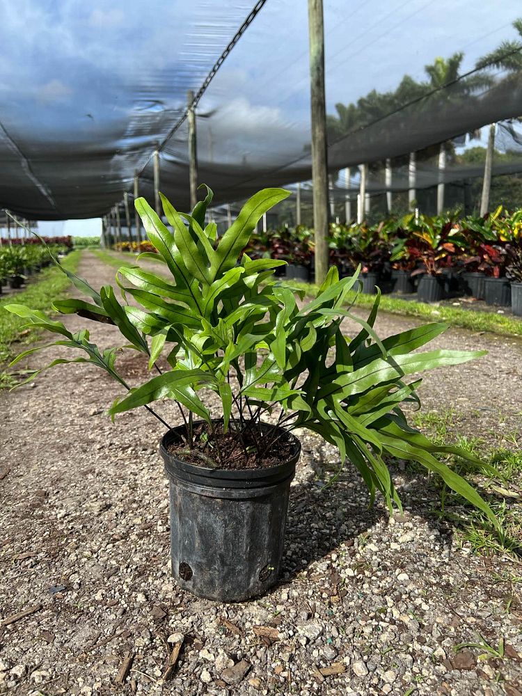 microsorum-scolopendrium-microsorum-scolopendria-wart-fern-monarch-fern
