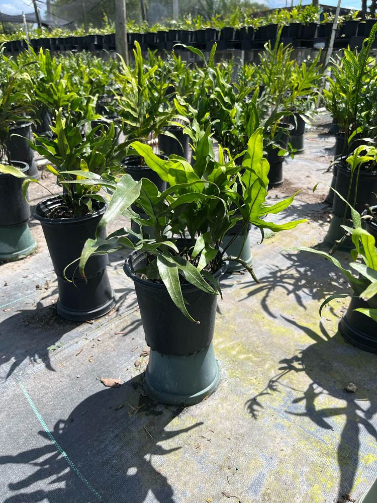 microsorum-scolopendrium-microsorum-scolopendria-wart-fern-monarch-fern