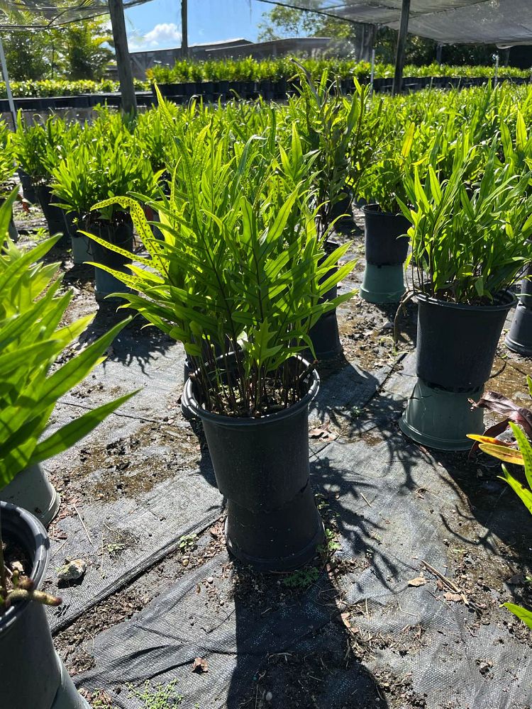 microsorum-scolopendrium-microsorum-scolopendria-wart-fern-monarch-fern