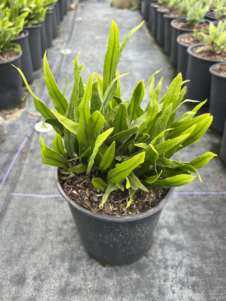 microsorum-scolopendrium-microsorum-scolopendria-wart-fern-monarch-fern