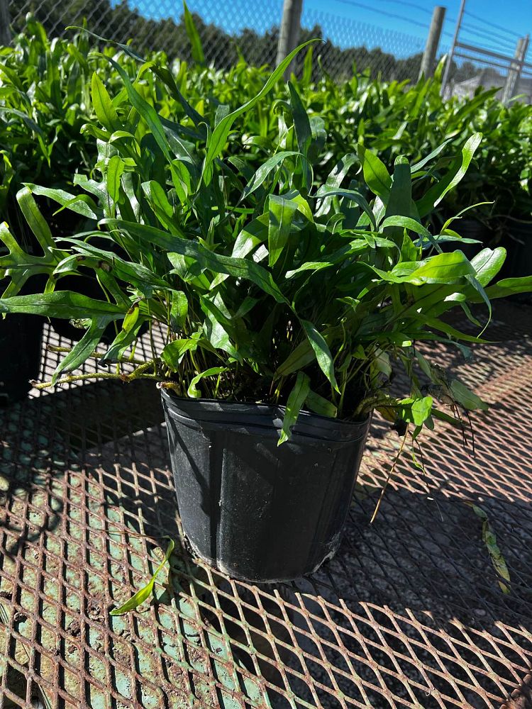 microsorum-scolopendrium-microsorum-scolopendria-wart-fern-monarch-fern
