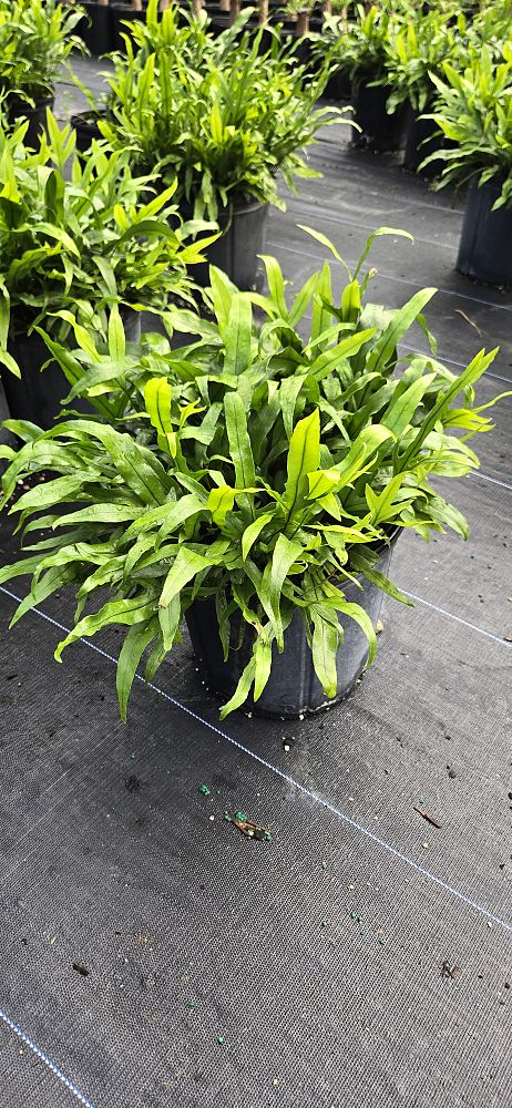 microsorum-scolopendrium-microsorum-scolopendria-wart-fern-monarch-fern