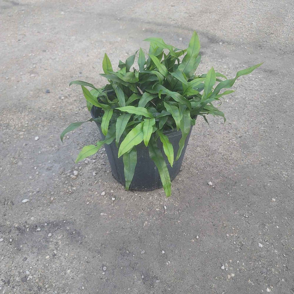 microsorum-scolopendrium-microsorum-scolopendria-wart-fern-monarch-fern