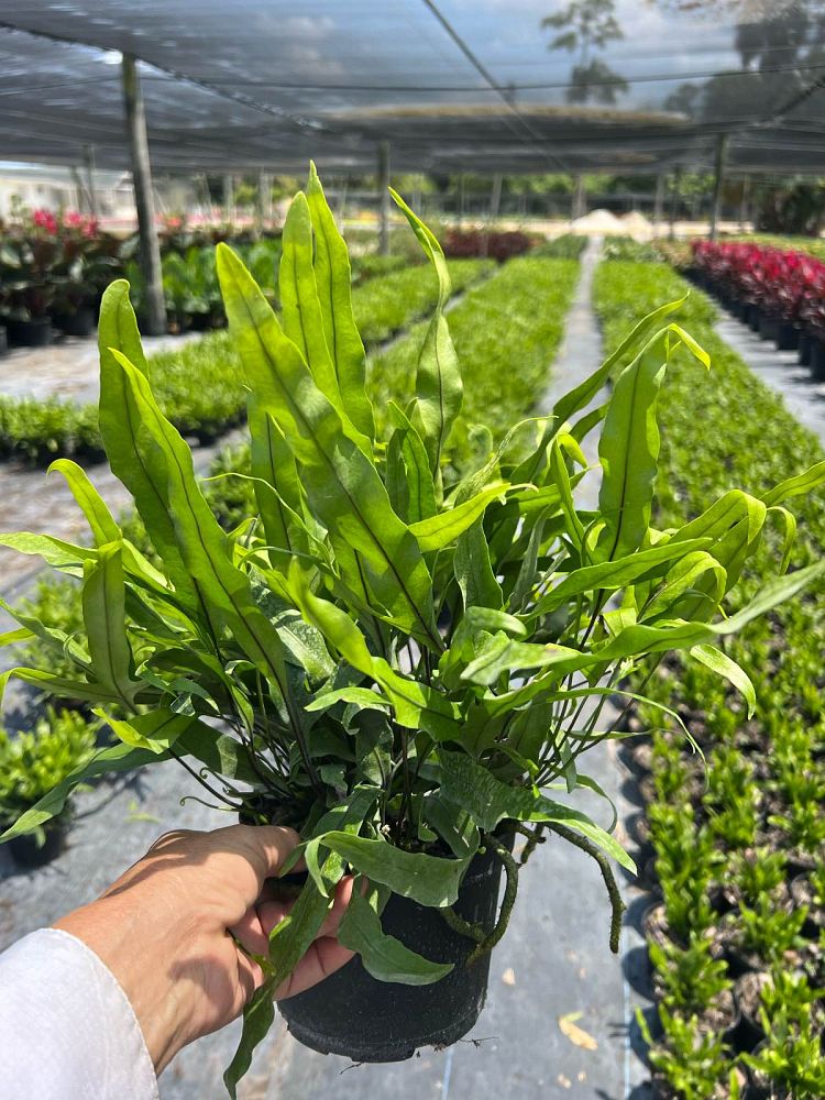 microsorum-scolopendrium-microsorum-scolopendria-wart-fern-monarch-fern