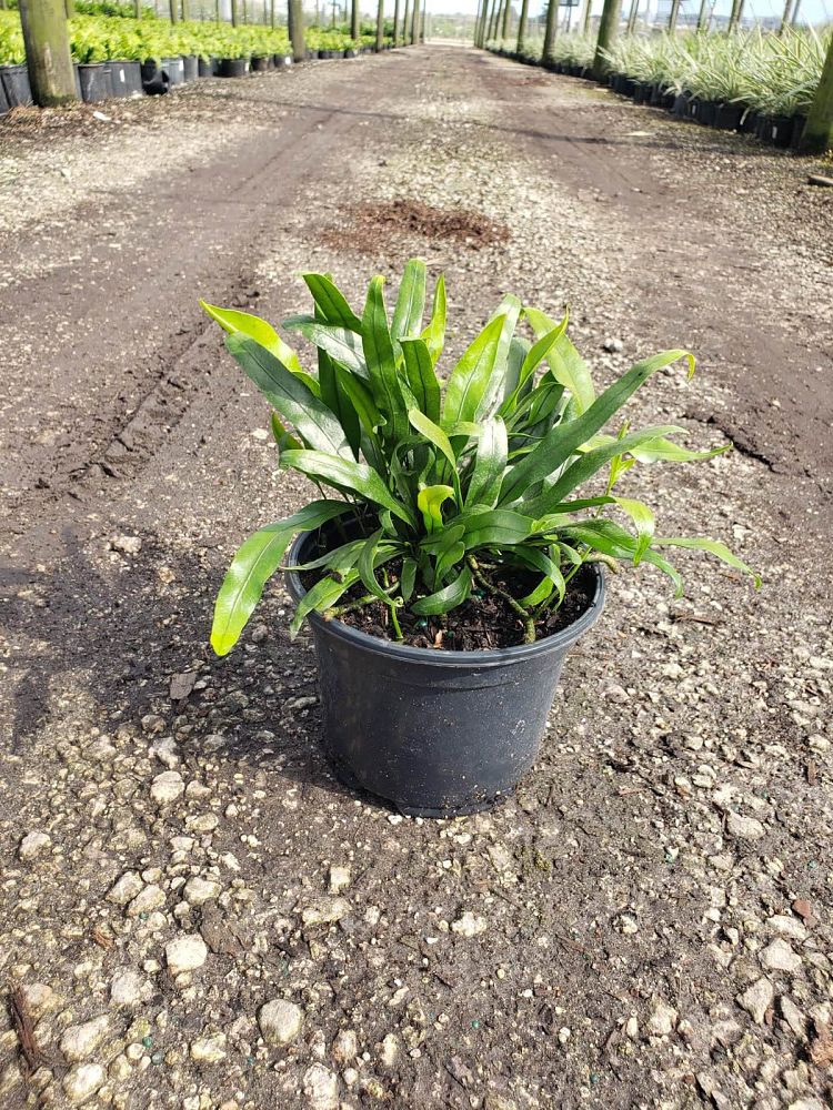 microsorum-scolopendrium-microsorum-scolopendria-wart-fern-monarch-fern