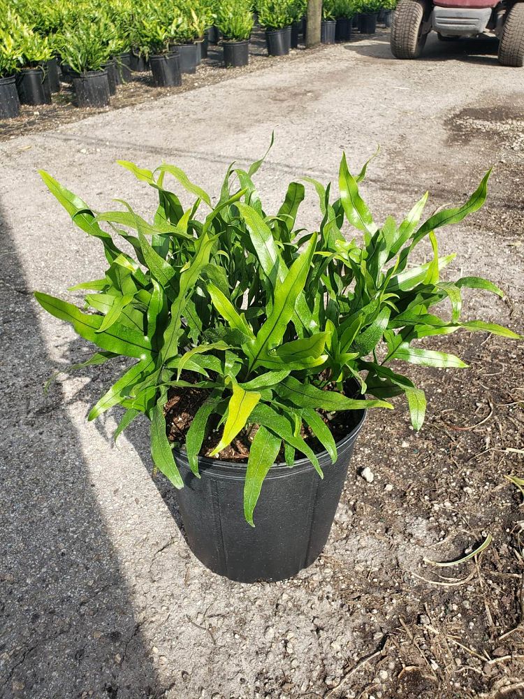 microsorum-scolopendrium-microsorum-scolopendria-wart-fern-monarch-fern