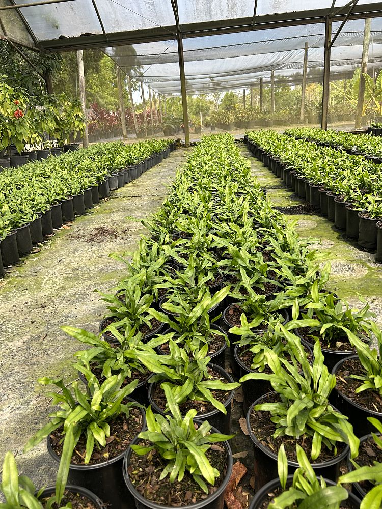 microsorum-scolopendrium-microsorum-scolopendria-wart-fern-monarch-fern