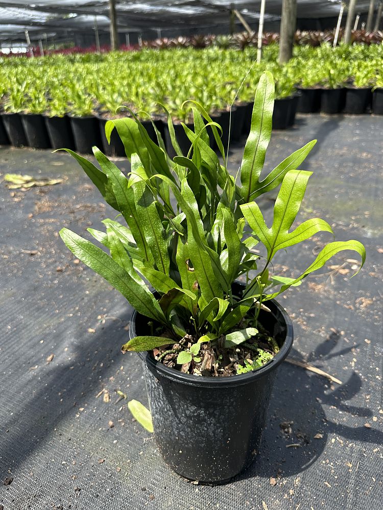 microsorum-scolopendrium-microsorum-scolopendria-wart-fern-monarch-fern