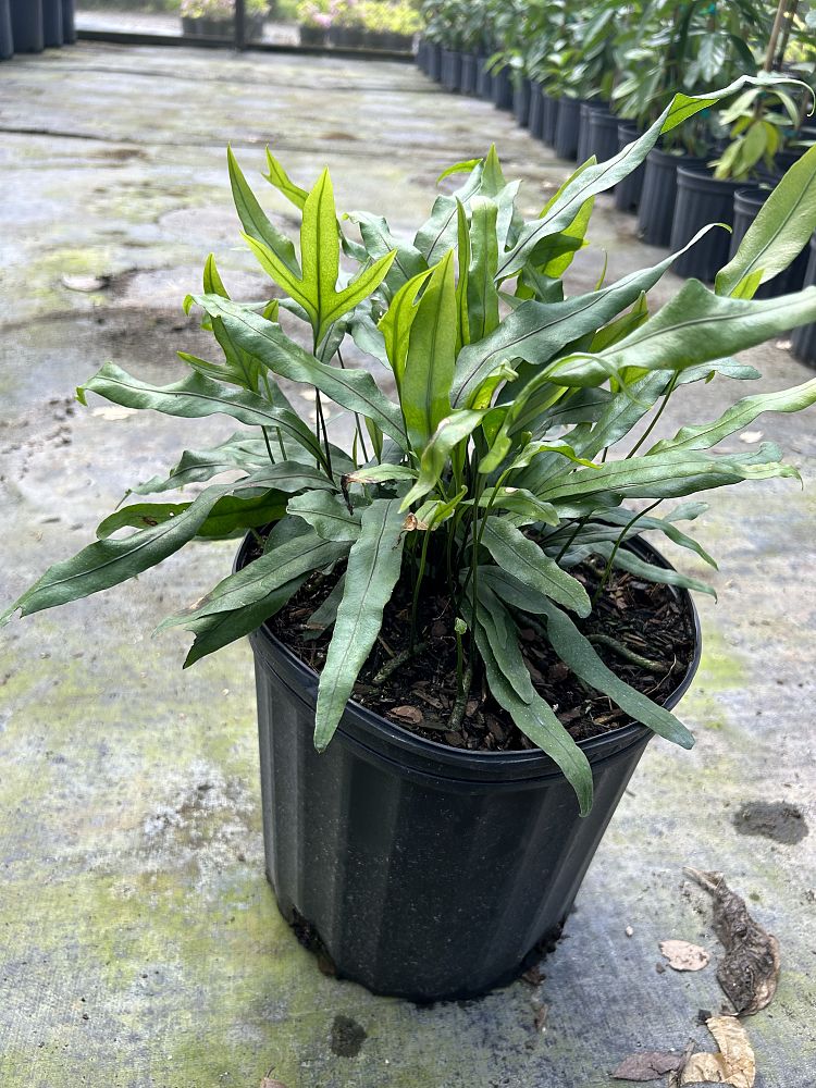 microsorum-scolopendrium-microsorum-scolopendria-wart-fern-monarch-fern