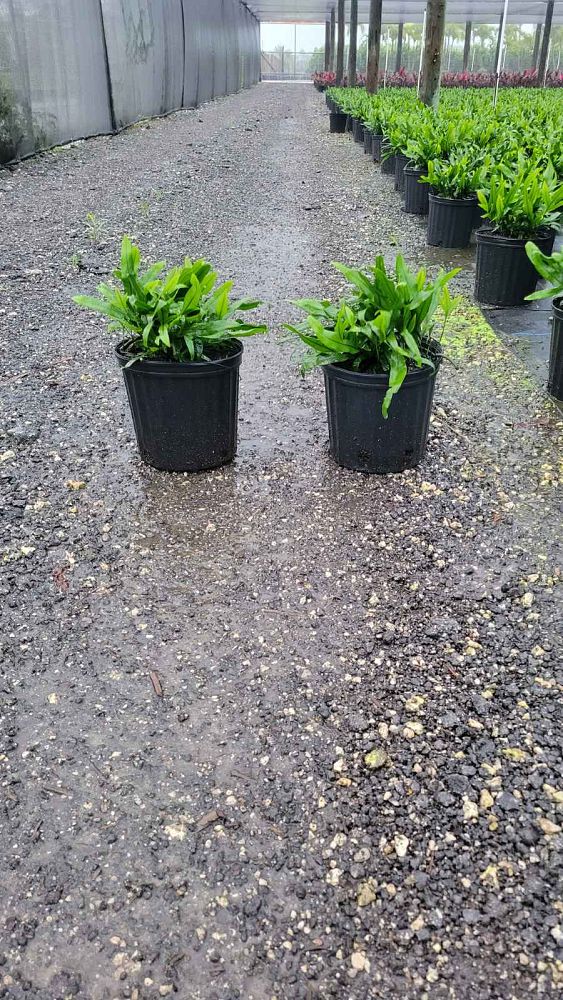 microsorum-scolopendrium-microsorum-scolopendria-wart-fern-monarch-fern