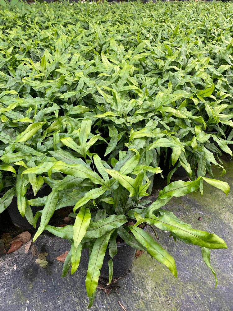 microsorum-scolopendrium-microsorum-scolopendria-wart-fern-monarch-fern