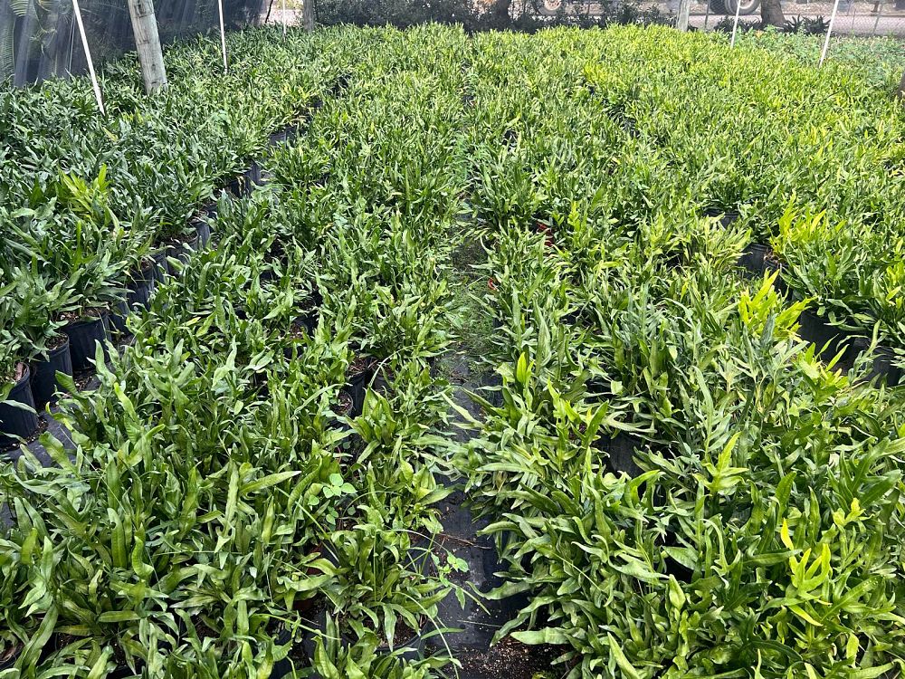 microsorum-scolopendrium-microsorum-scolopendria-wart-fern-monarch-fern