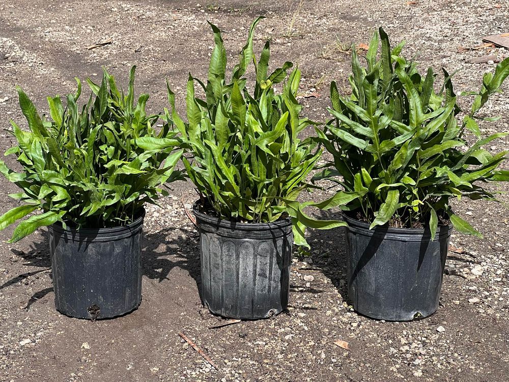 microsorum-scolopendrium-microsorum-scolopendria-wart-fern-monarch-fern