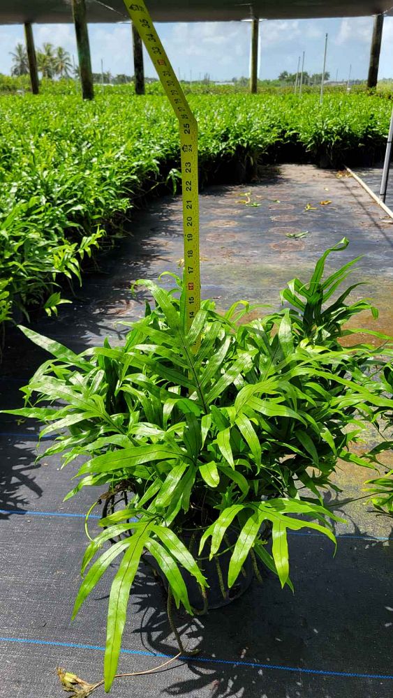 microsorum-scolopendrium-microsorum-scolopendria-wart-fern-monarch-fern