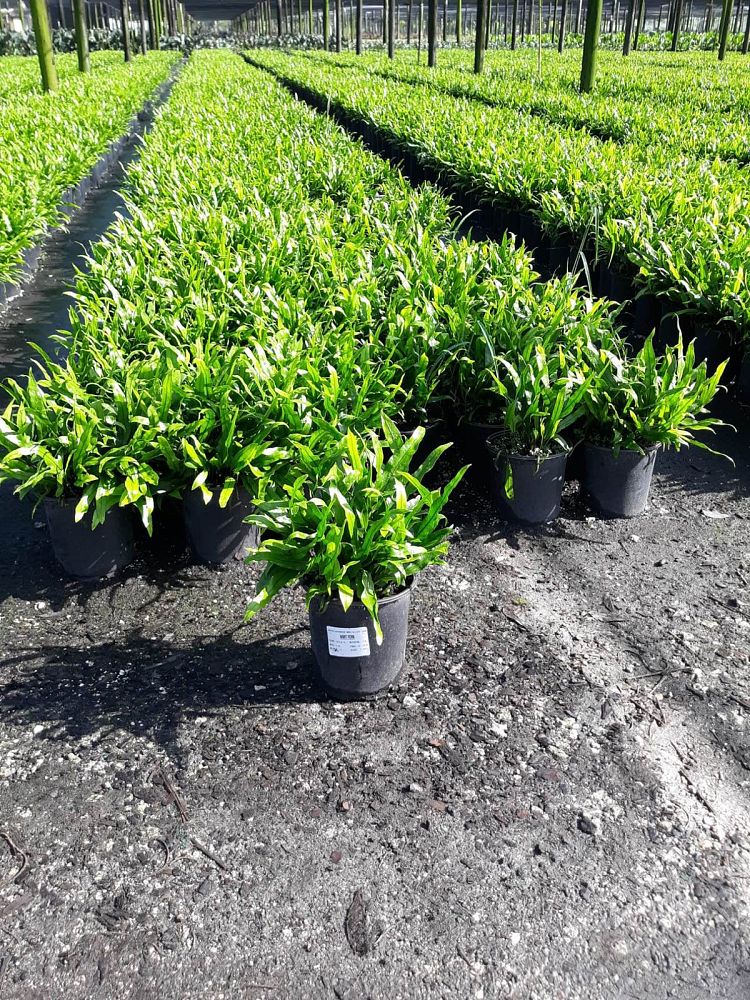 microsorum-scolopendrium-microsorum-scolopendria-wart-fern-monarch-fern