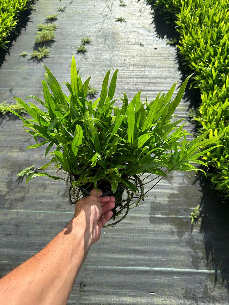 microsorum-scolopendrium-microsorum-scolopendria-wart-fern-monarch-fern