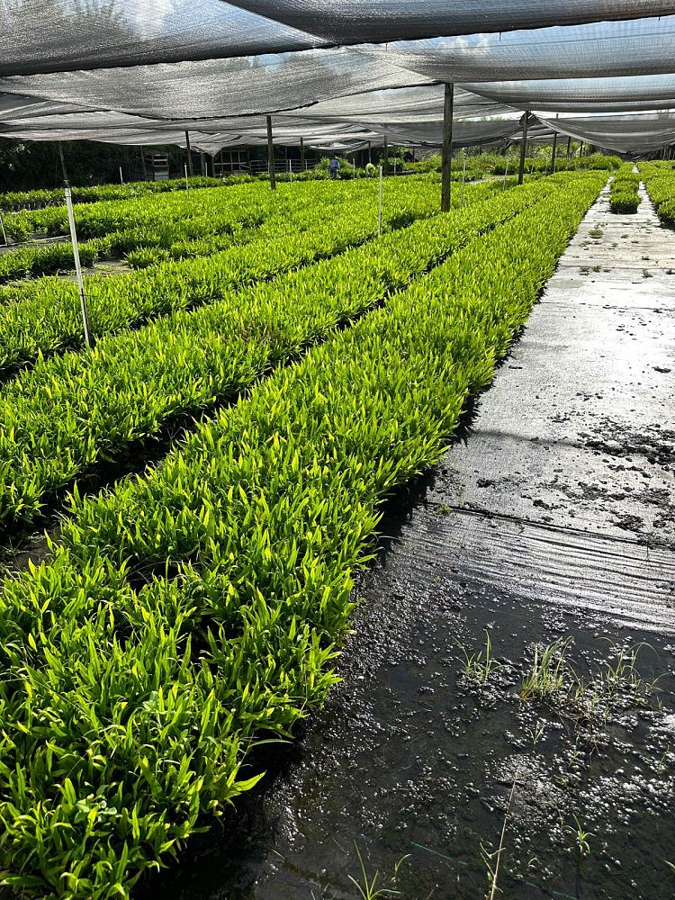 microsorum-scolopendrium-microsorum-scolopendria-wart-fern-monarch-fern