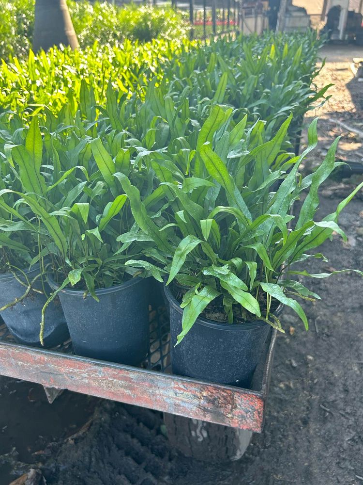 microsorum-scolopendrium-microsorum-scolopendria-wart-fern-monarch-fern