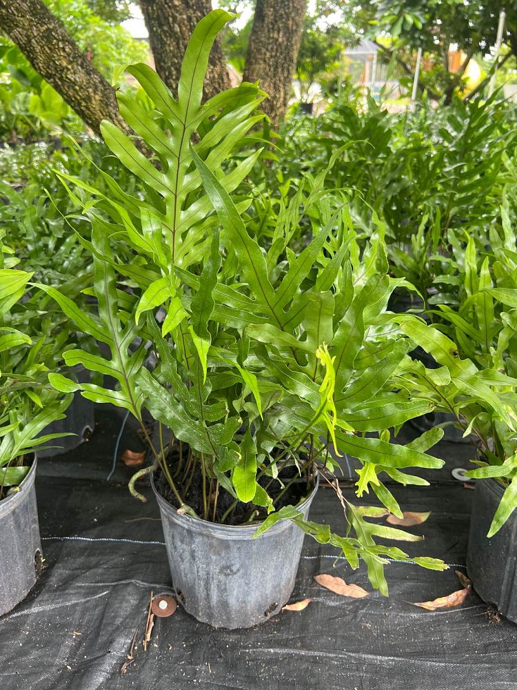 microsorum-scolopendrium-microsorum-scolopendria-wart-fern-monarch-fern