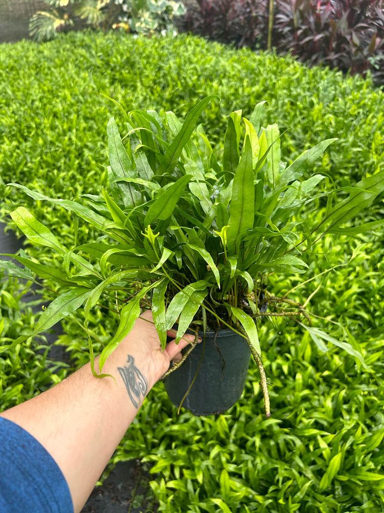 microsorum-scolopendrium-microsorum-scolopendria-wart-fern-monarch-fern