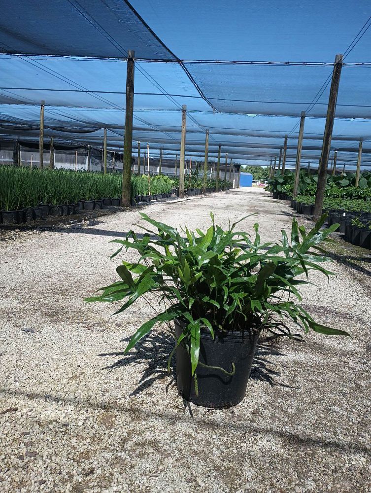 microsorum-scolopendrium-microsorum-scolopendria-wart-fern-monarch-fern