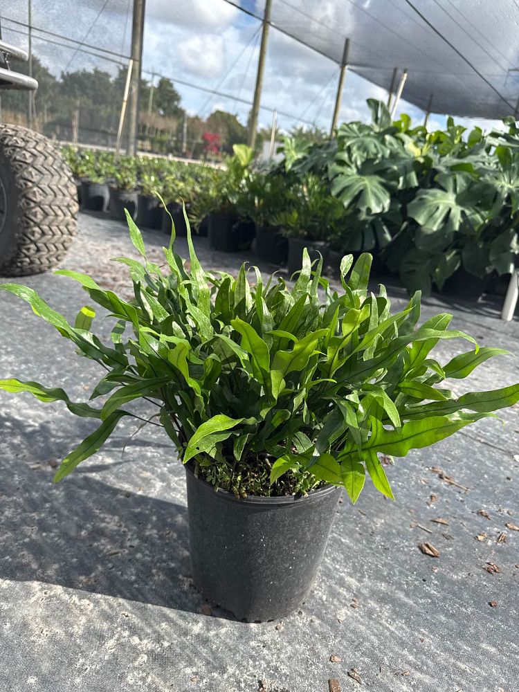 microsorum-scolopendrium-microsorum-scolopendria-wart-fern-monarch-fern