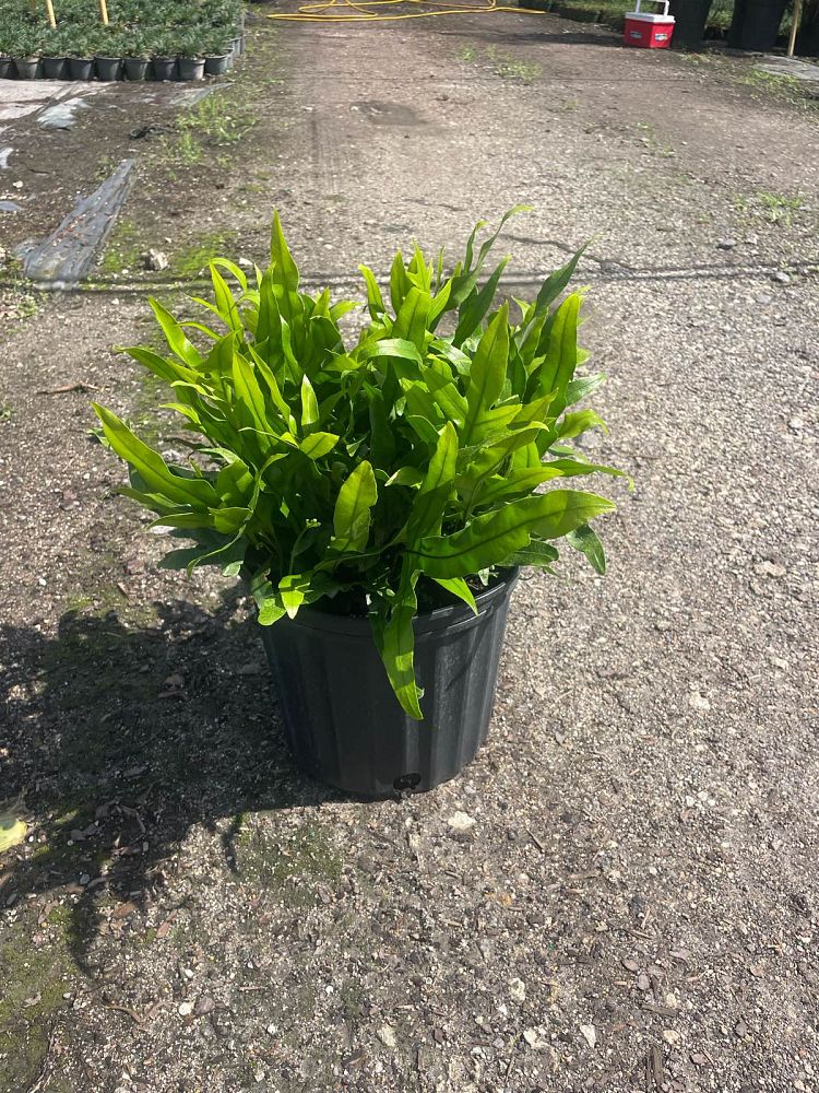 microsorum-scolopendrium-microsorum-scolopendria-wart-fern-monarch-fern