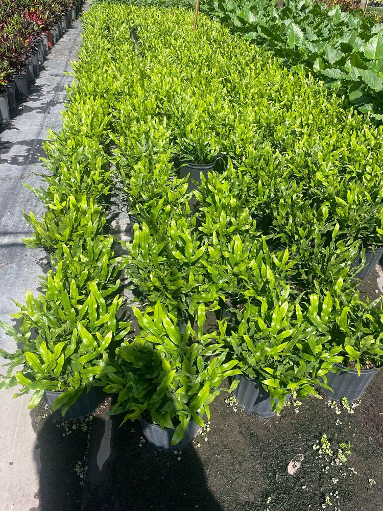 microsorum-scolopendrium-microsorum-scolopendria-wart-fern-monarch-fern