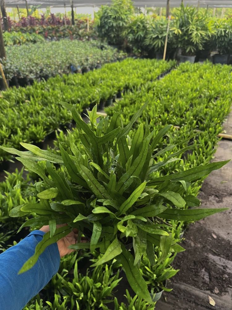 microsorum-scolopendrium-microsorum-scolopendria-wart-fern-monarch-fern