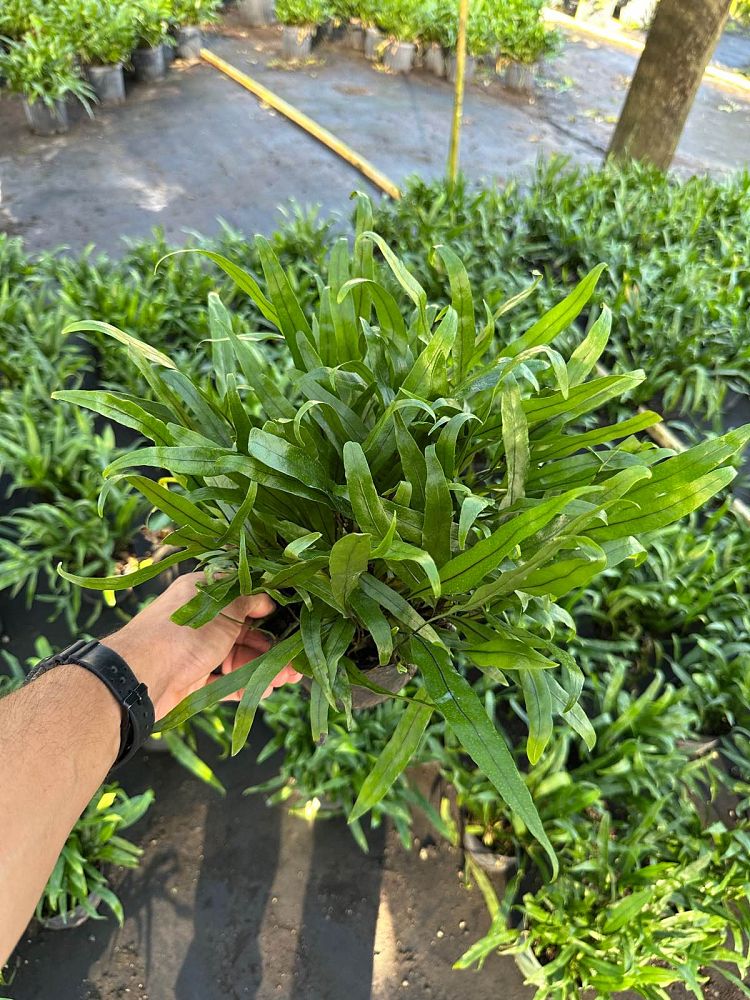 microsorum-scolopendrium-microsorum-scolopendria-wart-fern-monarch-fern